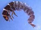 Caddisfly Larvae