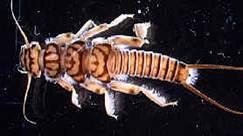 Stonefly Nymph
